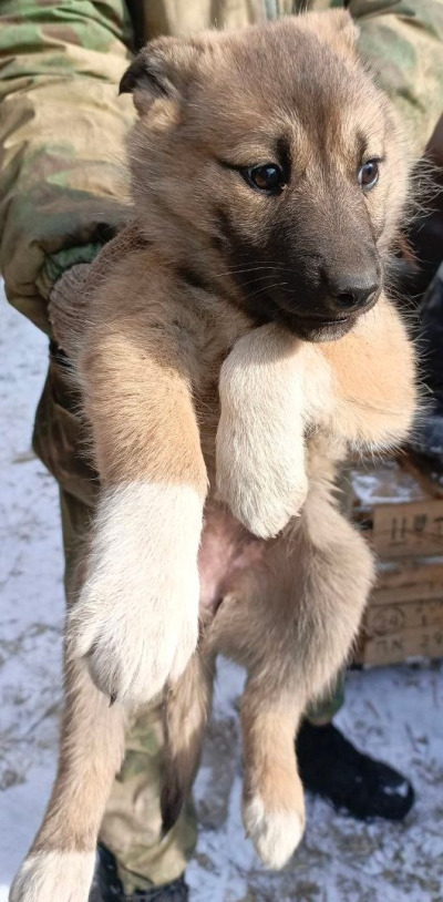 Отлов собак 110/25
