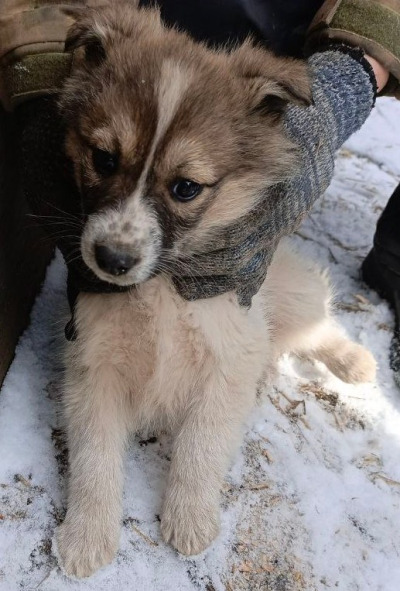 Отлов собак 111/25