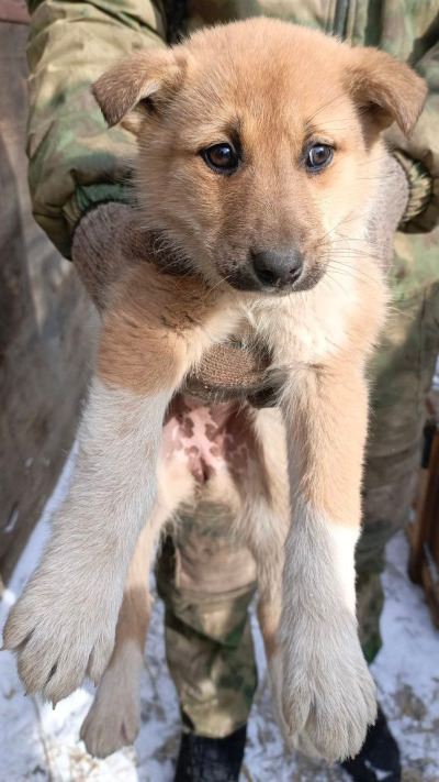 Отлов собак 112/25