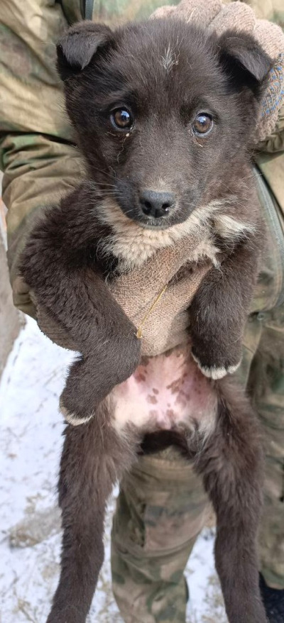 Отлов собак 114/25