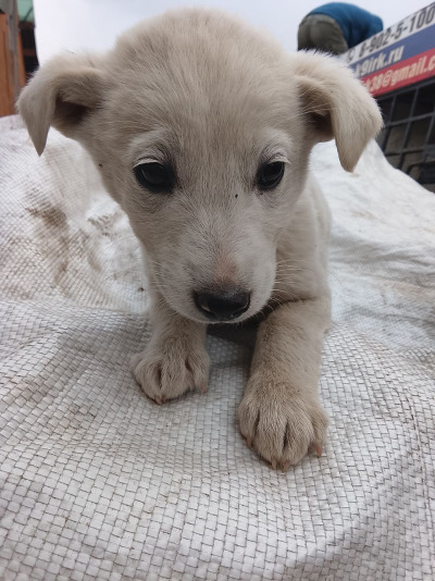 Иркутск 779/25