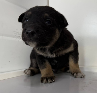 Бодайбо и район  59(3)\26