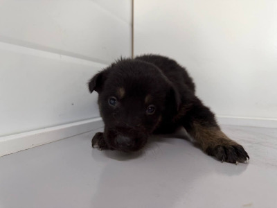 Бодайбо и район  62(6)\26