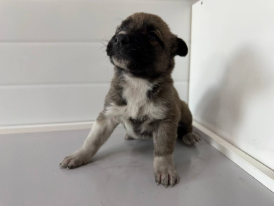 Бодайбо и район  63(8)\26